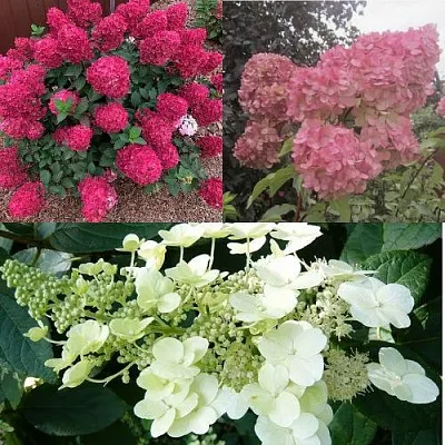 Комплект САД ЭМОЦИЙ в Твери