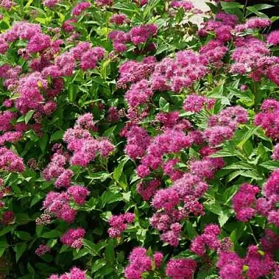 Спирея КРИСПА японская  Спирея КРИСПА японская в Твери