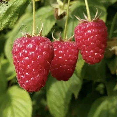 Малина МАПЕМА  в Твери