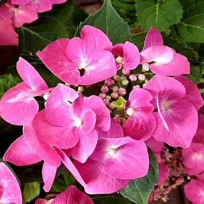 Гортензия ТАУБЕ крупнолистная  Гортензия ТАУБЕ крупнолистная в Твери