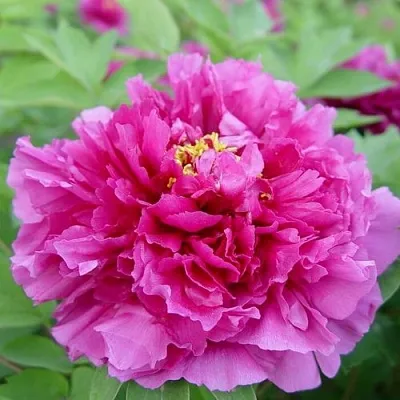 Пион ЛИЛОВАЯ ФАНТАЗИЯ древовидный  Пион ЛИЛОВАЯ ФАНТАЗИЯ древовидный в Твери