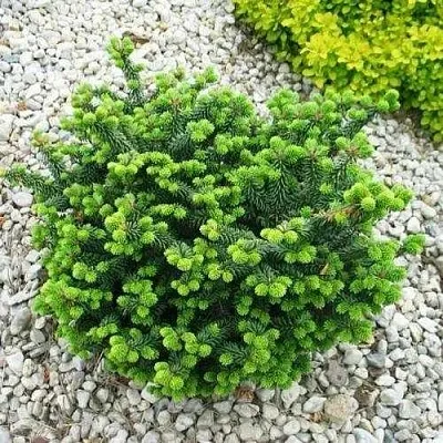 Пихта НАНА бальзамическая в Твери