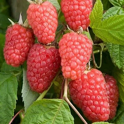 Малина КАСКАД ДЕЛАЙТ в Твери