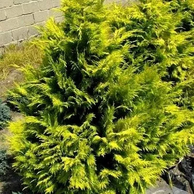 Кипарисовик ГОЛДЕН ВОНДЕР лавсона  Кипарисовик ГОЛДЕН ВОНДЕР лавсона в Твери