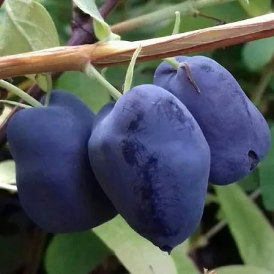 Жимолость съедобная БОРЕАЛ БЬЮТИ (СЕВЕРНАЯ КРАСАВИЦА) в Твери