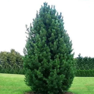 Сосна кедровая   Сосна кедровая  в Твери