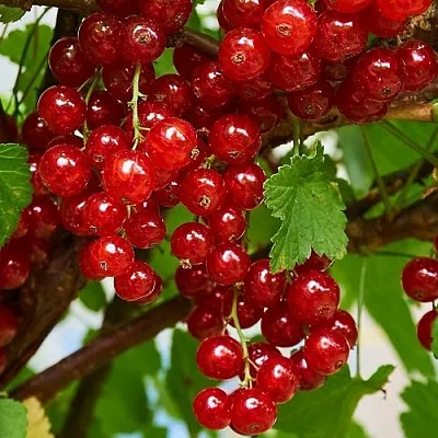 Смородина красная НАТАЛИ  Смородина красная НАТАЛИ в Твери