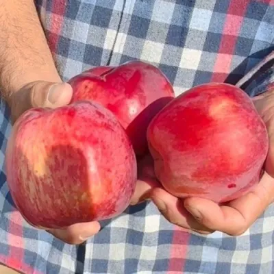 Яблоня ПАМЯТЬ КОВАЛЕНКО — описание сорта Яблоня ПАМЯТЬ КОВАЛЕНКО в Твери