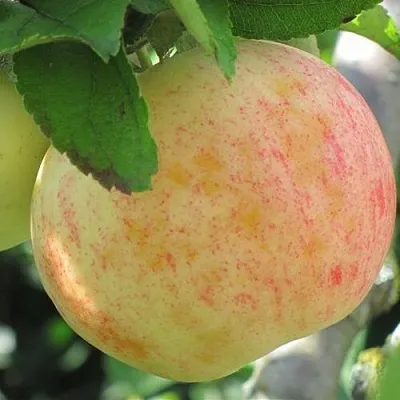 Яблоня ЛЕТНЕЕ СЛАДКОЕ  Яблоня ЛЕТНЕЕ СЛАДКОЕ в Твери