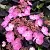 Гортензия ДАРЕДЕВИЛ пильчатая в Твери