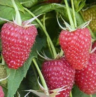 Малина ЕВРАЗИЯ в Твери