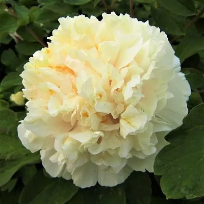 Пион НЕЖНЫЙ ГОЛОС древовидный  Пион НЕЖНЫЙ ГОЛОС древовидный в Твери