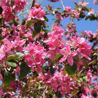 Яблоня ХЕЛЕНА декоративная  Яблоня ХЕЛЕНА декоративная в Твери