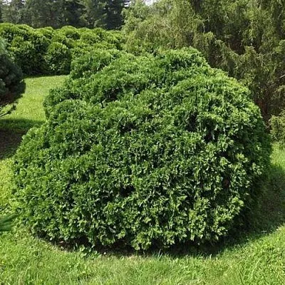 Туя УМБРАКУЛИФЕРА западная в Твери