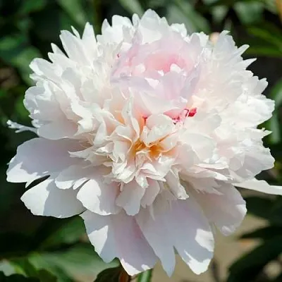 Пион АЛЕРТИ травянистый в Твери