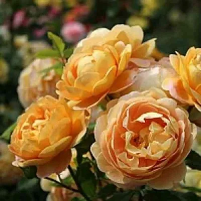 Саженцы роз ГОЛДЕН СЕЛЕБРЕЙШЕН английская в Твери