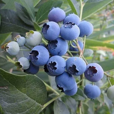 Голубика ЛЕГАЦИЯ в Твери