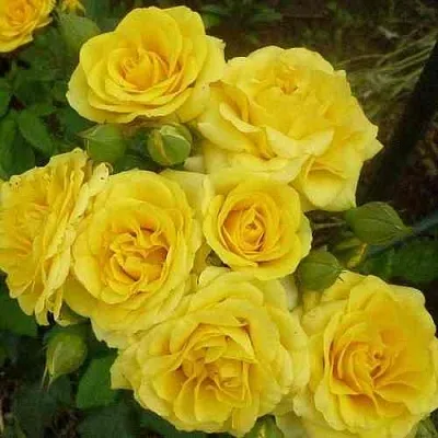 Саженцы роз ЕЛЛОУ БЭЙБИ спрей в Твери