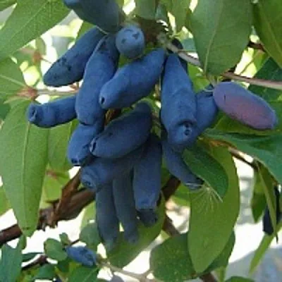 Жимолость съедобная ГОРДОСТЬ БАКЧАРА в Твери