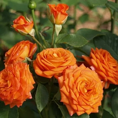 Саженцы роз БЕЙБ спрей в Твери