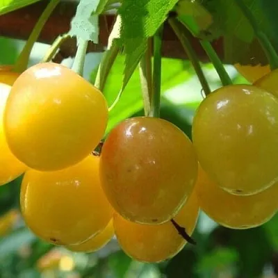 Черешня ЯНТАРНАЯ  Черешня ЯНТАРНАЯ в Твери