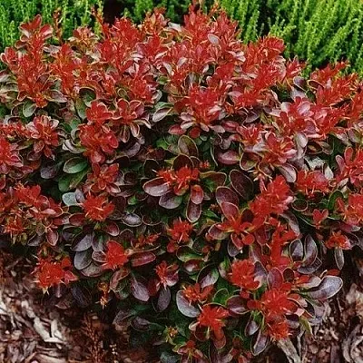 Барбарис КАРМЕН тунберга  Барбарис КАРМЕН тунберга в Твери