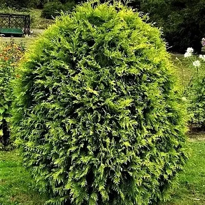 Туя ТИП ТОП западная  Туя ТИП ТОП западная в Твери