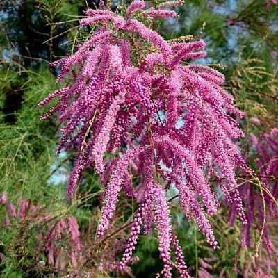 Тамарикс ПИНК КАСКАД  Тамарикс ПИНК КАСКАД в Твери