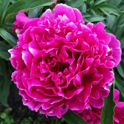 Пион КАРЛ РОЗЕНФЕЛЬД травянистый в Твери