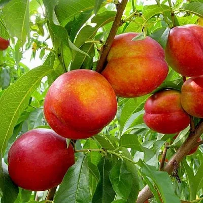 Нектарин ХАРБЛЕЙЗ  Нектарин ХАРБЛЕЙЗ в Твери