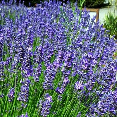 Лаванда ФЕНОМЕНАЛ узколистная  Лаванда ФЕНОМЕНАЛ узколистная в Твери