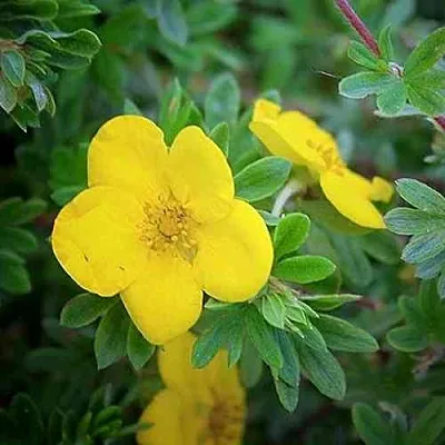 Лапчатка ГОЛДСТАР кустарниковая  Лапчатка ГОЛДСТАР кустарниковая в Твери