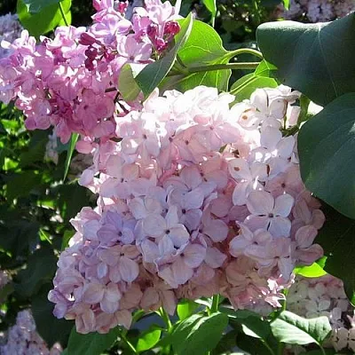 Сирень ГОРТЕНЗИЯ  Сирень ГОРТЕНЗИЯ в Твери