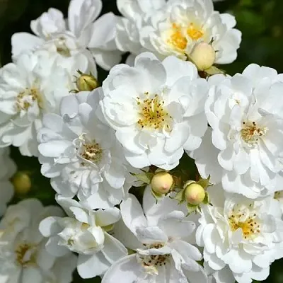 Саженцы роз ГИРЛЯНДА ДЕ АМУР мускусная в Твери