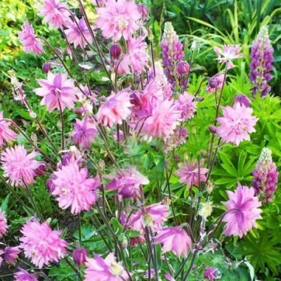 Аквилегия БАРЛОУ ПИНК гибрид МакКаны — описание сорта Аквилегия БАРЛОУ ПИНК гибрид МакКаны в Твери