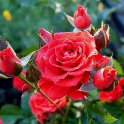 Саженцы роз МИДЖЕТ спрей в Твери