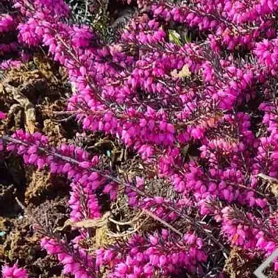 ЭРИКА "АЛЬПИЙСКИЙ ВЕРЕСК" (зимующая) сорт АТРОРУБРА  ЭРИКА "АЛЬПИЙСКИЙ ВЕРЕСК" (зимующая) сорт АТРОРУБРА в Твери