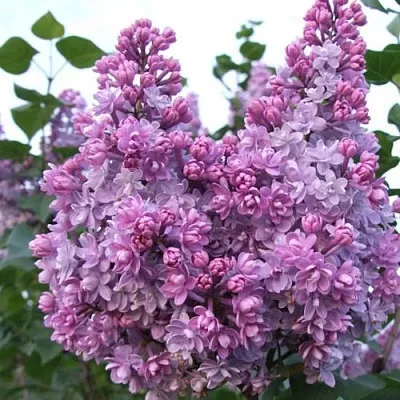 Сирень КОЛХОЗНИЦА  Сирень КОЛХОЗНИЦА в Твери