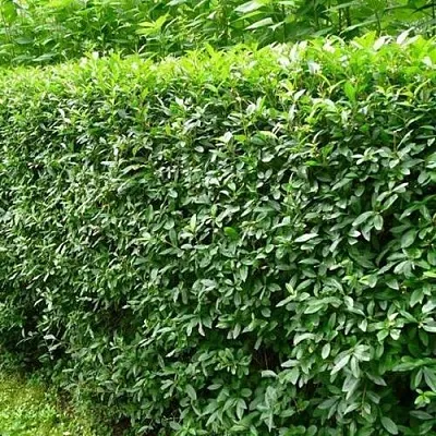 Бирючина обыкновенная  Бирючина обыкновенная в Твери