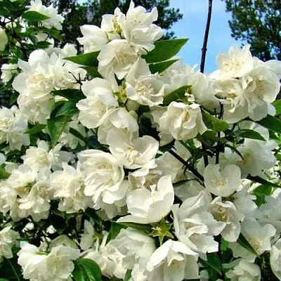 Жасмин ДЕНИСКИНЫ РАССКАЗЫ  Жасмин ДЕНИСКИНЫ РАССКАЗЫ в Твери