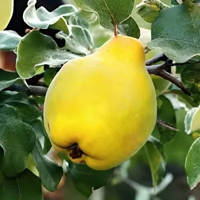 Айва МИР в Твери