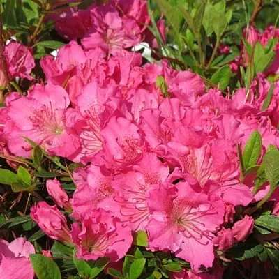 Азалия КИРСТИН японская  Азалия КИРСТИН японская в Твери