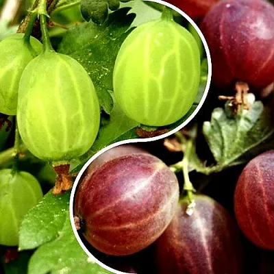 Комплект СКАЗКА в Твери