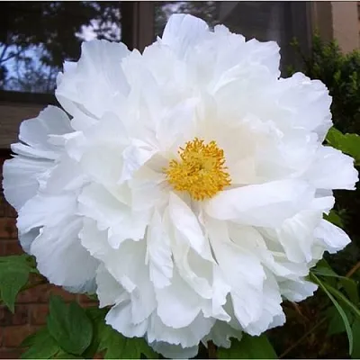 Пион БЕЛЫЙ НЕФРИТ древовидный  Пион БЕЛЫЙ НЕФРИТ древовидный в Твери