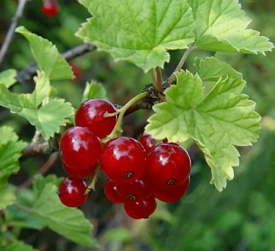 Смородина альпийская ШМИДТ в Твери