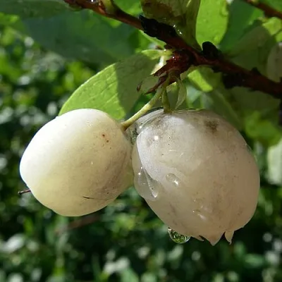 Голубика СНЕГУРОЧКА в Твери