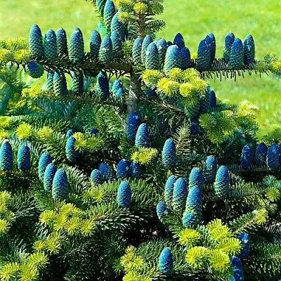 Пихта корейская  в Твери