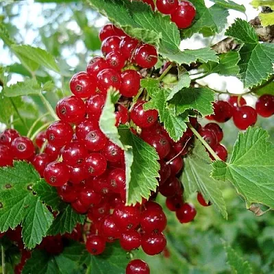 Смородина красная ГОЛЛАНДСКАЯ КРАСНАЯ  Смородина красная ГОЛЛАНДСКАЯ КРАСНАЯ в Твери