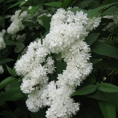 Дейция КАНДИДИССИМА шершавая  Дейция КАНДИДИССИМА шершавая в Твери