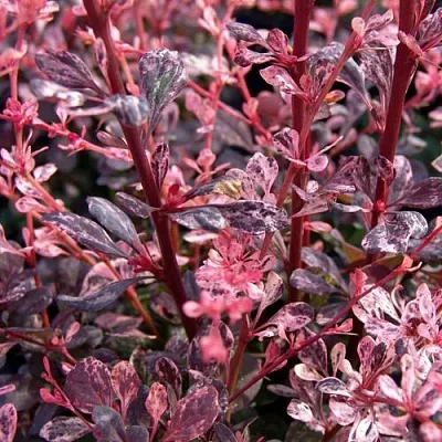 Барбарис АРЛЕКИН тунберга  Барбарис АРЛЕКИН тунберга в Твери